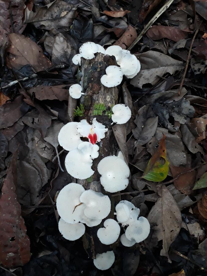 Willa Reserva Natural Tucuchira Santa Sofía Zewnętrze zdjęcie